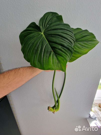 Филодендрон пастазанум