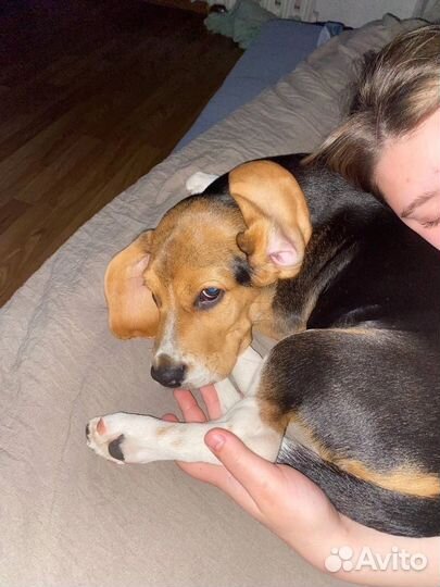 Щенки бигль 7 месяцев