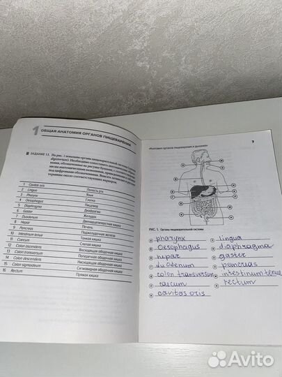 Рабочая тетрадь по анатомии органов пищ-я и дых-я