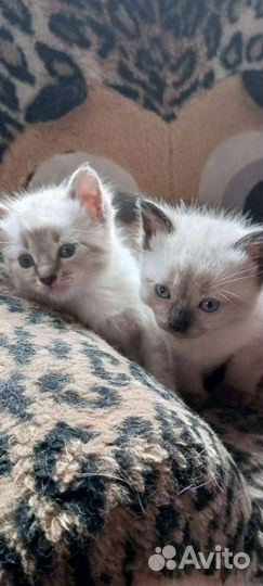Тайские котята