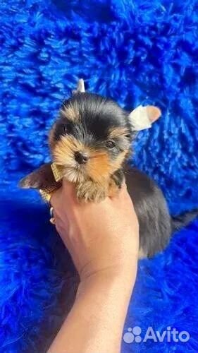 Йоркширский терьер мини