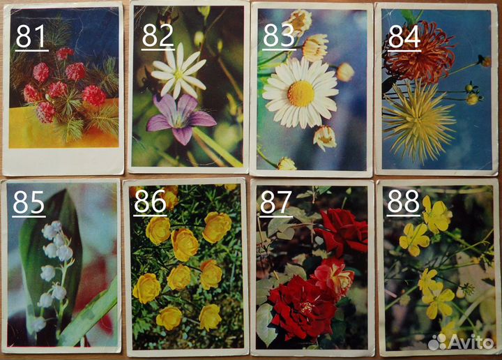 Старые (советские) открытки СССР. Цветы. 3