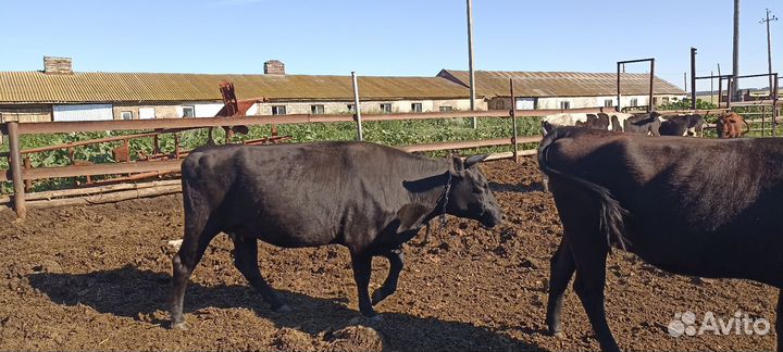 Телки стельные