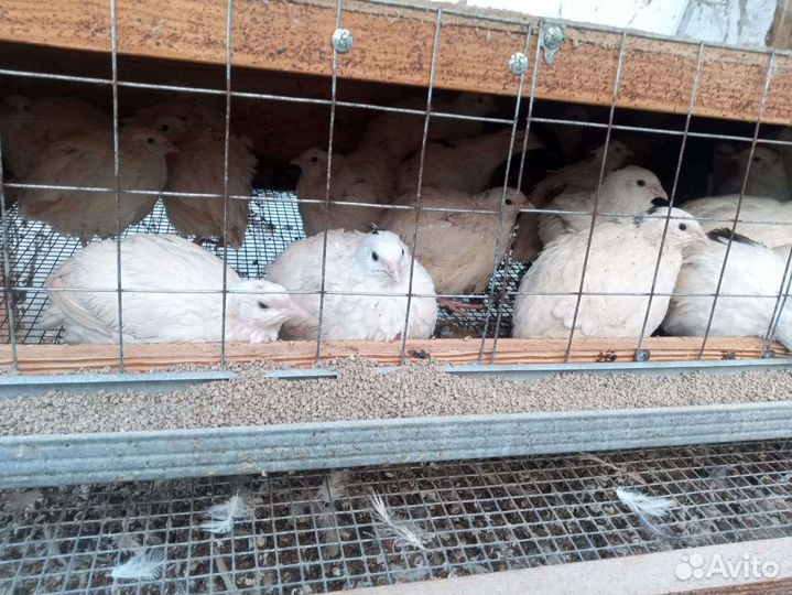 Тушки перепелов