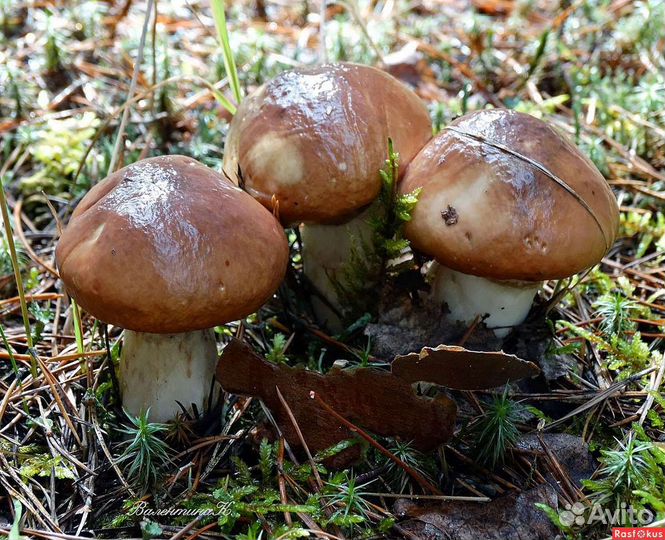 Грибы маслята