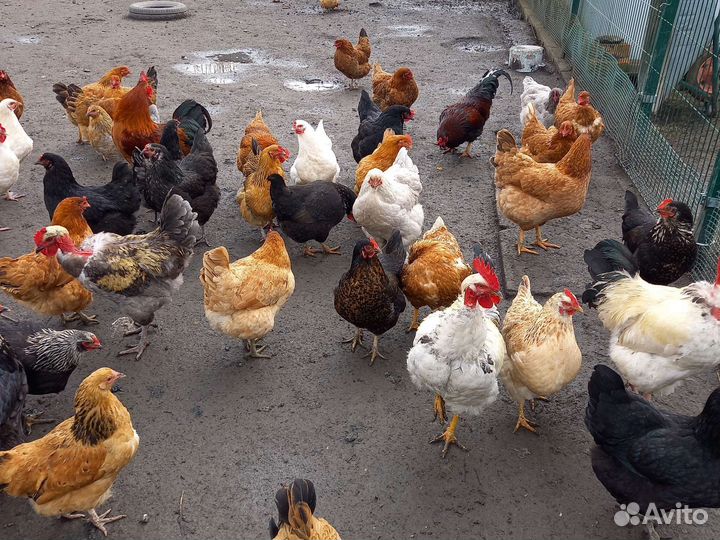 Инкубационное яйцо кур несушек