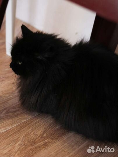 Черная кошка (из приюта)