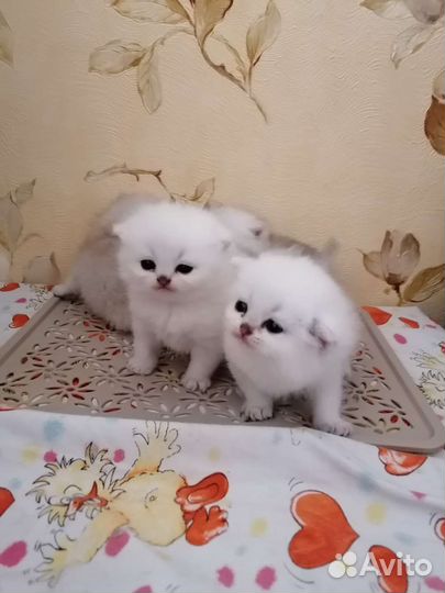 Британские котята