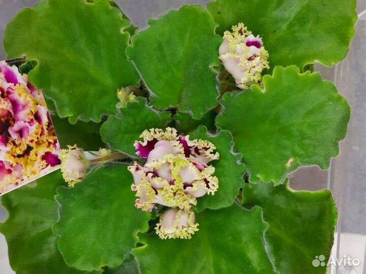 Фиалка в горшках