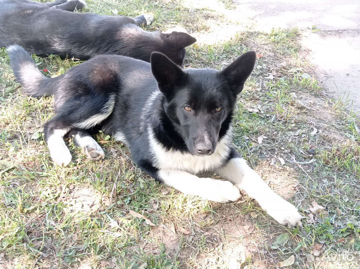 Щенок дворняжка в добрые руки