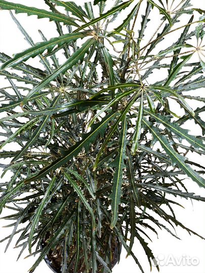 Дизиготека Элеганиссима 110 см