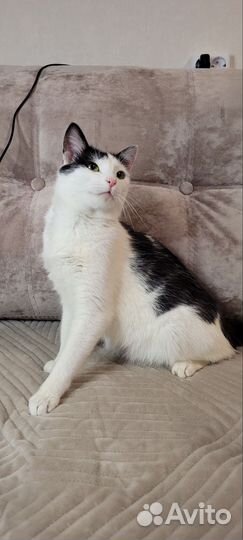 Кошечка в добрые руки