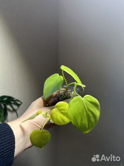 Филодендрон лемон лайм