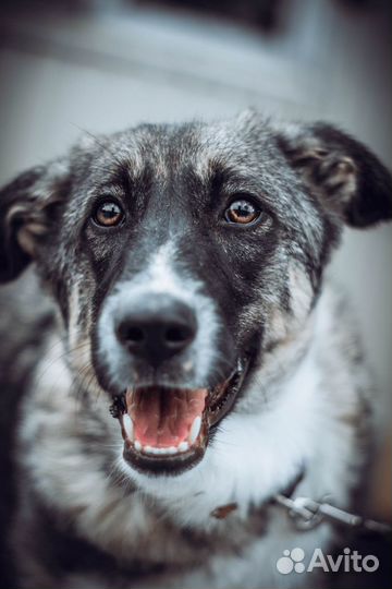 Тесса ищет дом