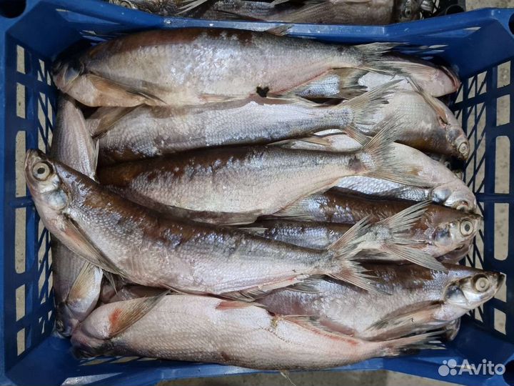 Речная рыба