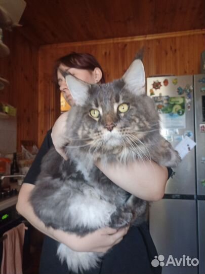 Мейн-кун вязка