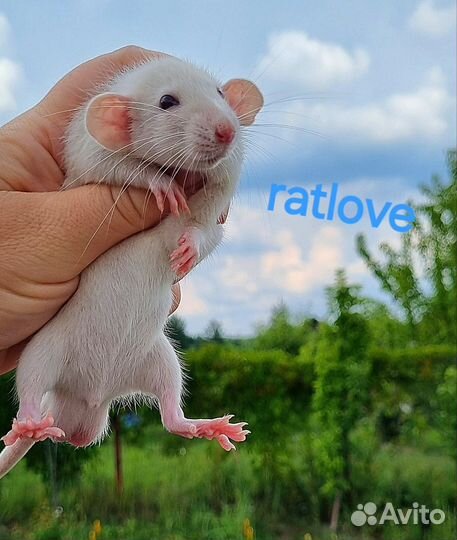 Крысята дамбо малыши от ratlove