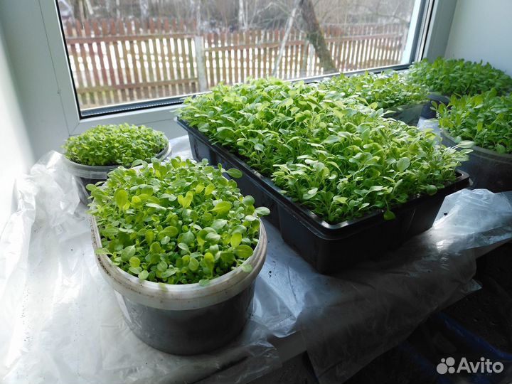 Рассада табака