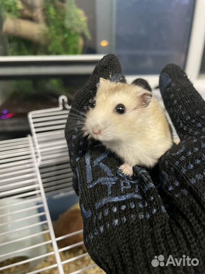 Джунгарские хомячки