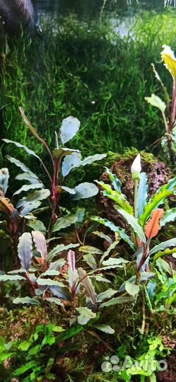 Буцефаландры