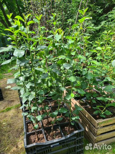 Саженцы груши Валентина, Пермячка, Чусовая, дк-2