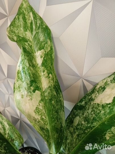 Аглаонема New hybrids variegated (Тай)