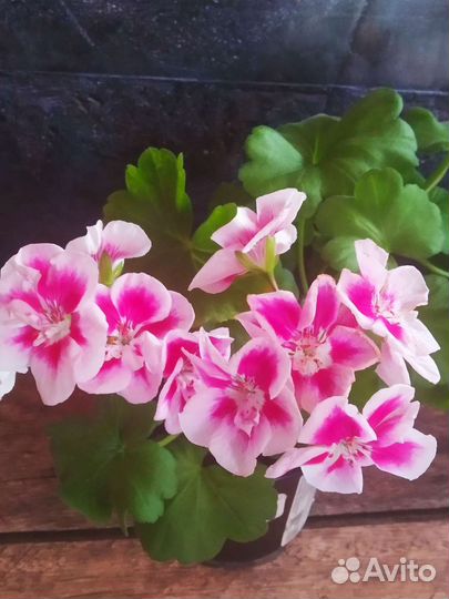 Пеларгонии-глазастики цветущие