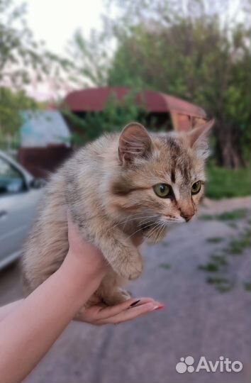 Котенок подросток