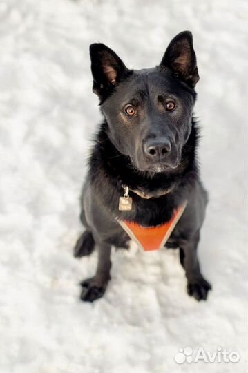 Собака из приюта в добрые руки