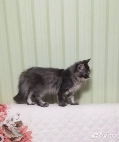 Котенок в добрые руки