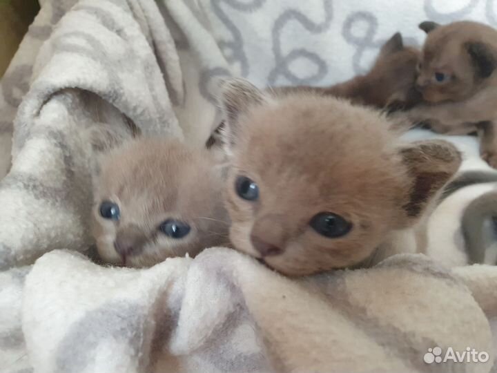 Бурманские котята
