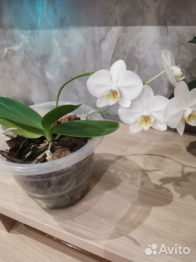 Орхидея фаленопсис