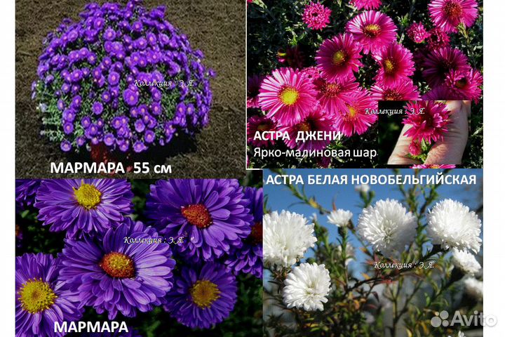 Красивоцвет Многолетники Колокольчики, 8 кв Почтой