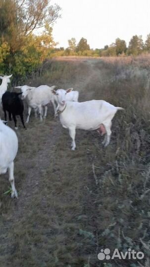 Дойные козы молочных линий зааненской породы