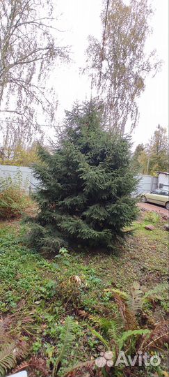 Ель живая на нг