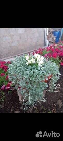 Обриета, традесканция, Дихондра, фикусы