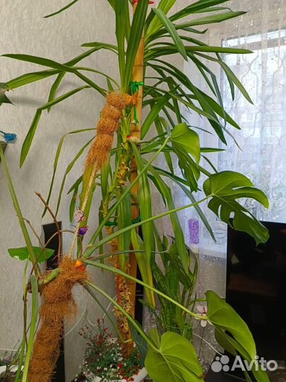 Комнатные растения Юкка/Монстера