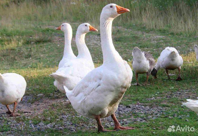Гуси