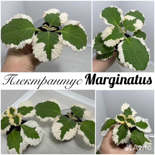 Плектрантусы комнатные растения цветы