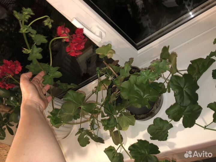 Пеларгония ампельная