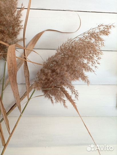 Тростник сухоцвет