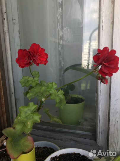 Герань (пеларгония)