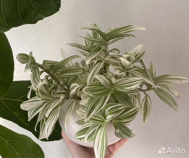 Традесканция