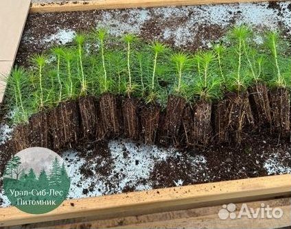 Зкс и окс Сосна Ель Лиственница сеянцы Голуб горн