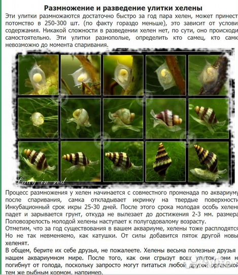 Улитка Хелена и улитка Ампулярия