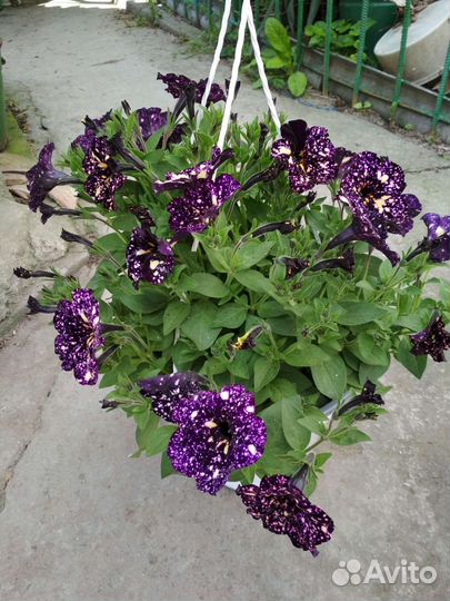 Петуния ампельная кашпо