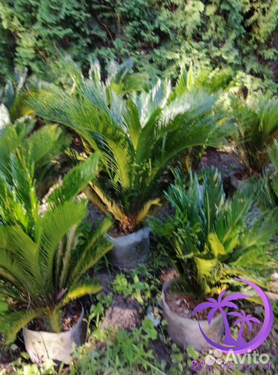 Пальма Большая Цикос (Саговник)