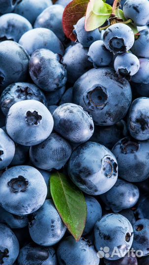 Саженцы голубики