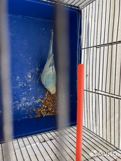 Волнистый попугай