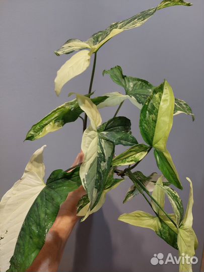 Сингониум imperial вайт